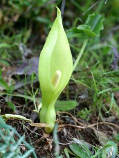 arum italicum - áron italský květ