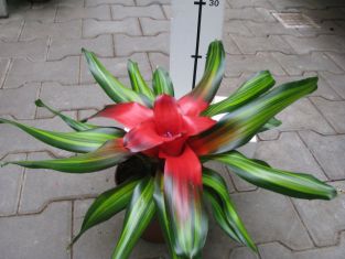 neoregelia červená , žlutě panašované listy