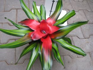 neoregelia červená , žlutě panašované listy