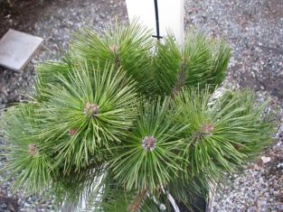 pinus nigra "brepo"