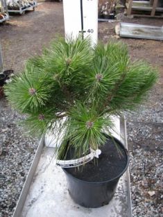 pinus nigra "brepo"