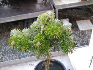 abies koreana "doni tajuso"