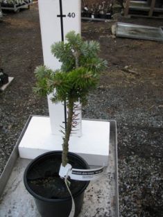 abies koreana "doni tajuso"