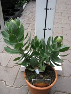 leucospermum cordifolium "carnival copper"