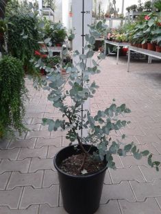 eucalyptus gunni