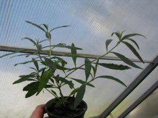 buddleja davidii "royal red" - motýlokvět, komule