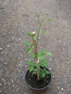 clematis "angela"