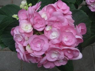 hydrangea macrophylla "papillon" - hortenzie
