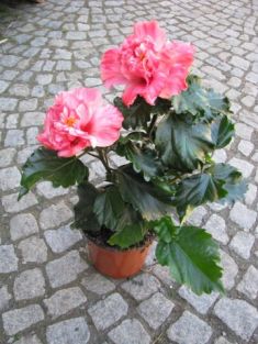 Hibiscus sinensis - ibišek pokojový , 4denní, plnokvětý