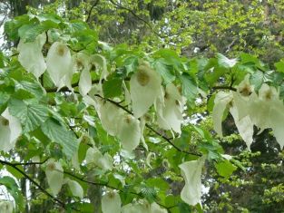 davidia involucrata