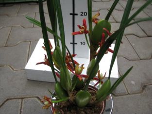 maxillaria tenuifolia