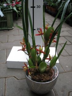 maxillaria tenuifolia