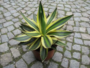 agave lophantha quadricolor , goshikibandai