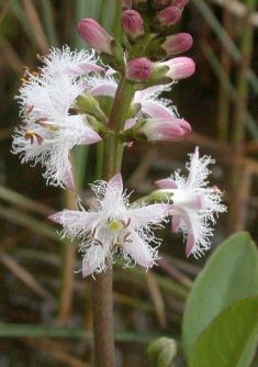 Menyanthes trifoliata - vachta trojlistá
