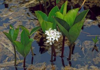 menyanthes trifoliata - vachta trojlistá