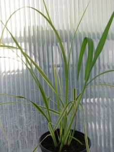 cortaderia selloana "golden fantasy"