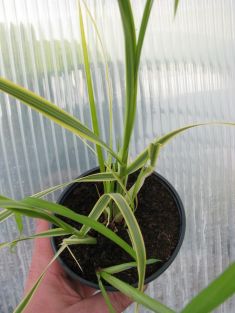 cortaderia selloana "golden fantasy"