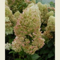 hydrangea paniculata "silver dollar"