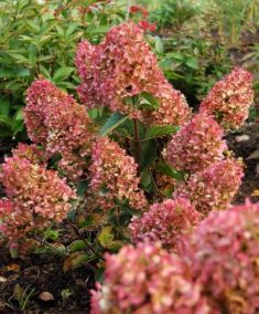 hydrangea paniculata "silver dollar" - hortenzie latnatá