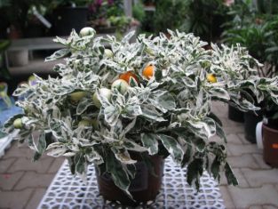 solanum pseudocapsicum "blushberry"