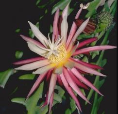 cryptocereus antonianus