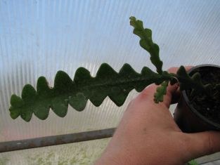 cryptocereus antonianus