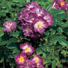 rosa "veilchenblau" - popínavá růže