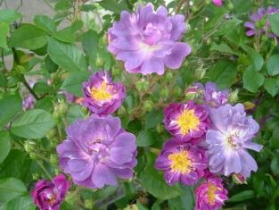 rosa "veilchenblau" - popínavá růže