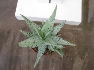 Aloe "snowflake"