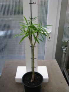 thevetia peruviana, lucky nut,yellow oleander