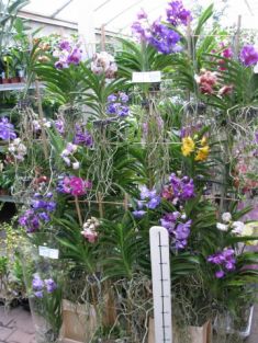 vanda hybrid č.6