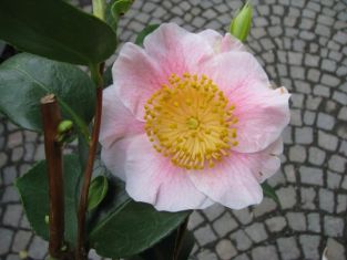 camellia jap. Higo "mikuni - no - homare" - kamélie