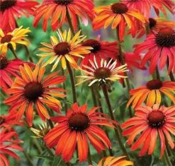 echinacea purpurea "hot summer" - třapatka