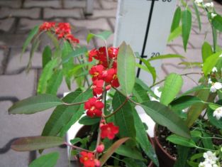 euphorbia fulgens