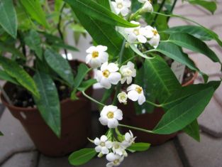 euphorbia fulgens