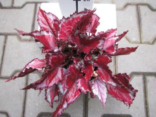 begonia "spitfire" - listová begonie