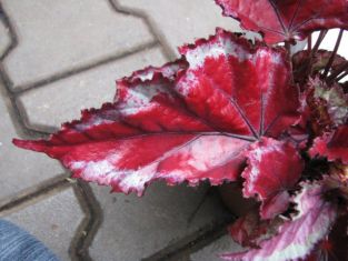 begonia "spitfire" - listová begonie