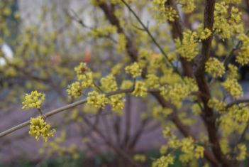 cornus mas "golden glory"