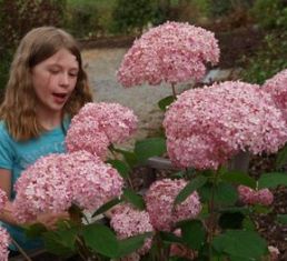 hydrangea arborescens annabelle "invincibelle" - hortenzie stromečkovitá