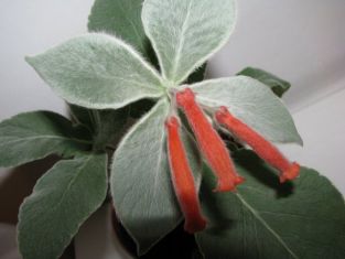 sinningia leucotricha