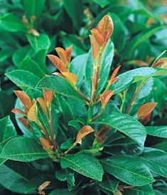 prunus laurocerasus "etna"