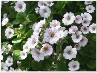 gypsophila cerastioides- šáter, nevěstin závoj plazivý