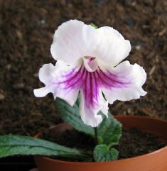 streptocarpus "sultan"