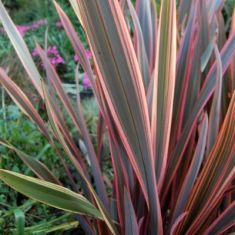 Phormium tenax "sundowner" - lenovník