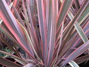 phormium tenax "sundowner"