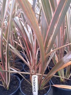 phormium tenax "sundowner"