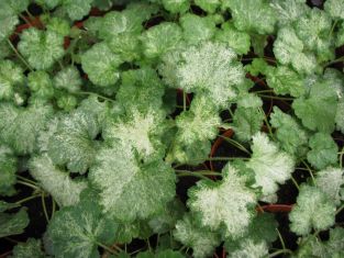 heuchera "snow storm"