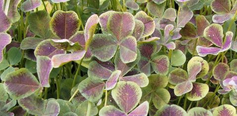 trifolium repens "purpurascens"
