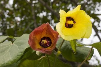hibiscus tiliaceus tricolor, talipariti tiliaceus
