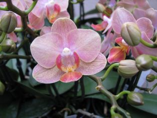 phalaenopsis "little mermaid"